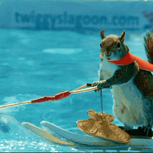 Squirrel Water Skiing