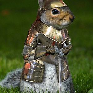 Squirrel Armor 2