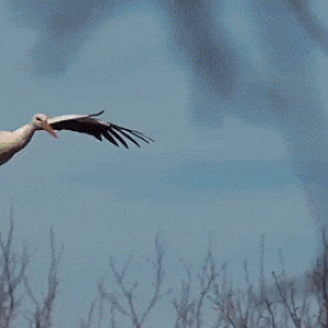 Stork Landing