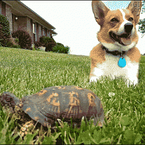 Turtle And Dog