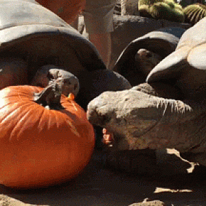 Turtle Pumpkin Eating 1