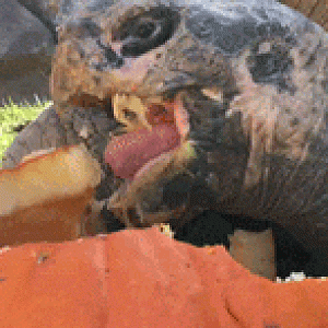 Turtle Pumpkin Eating 2