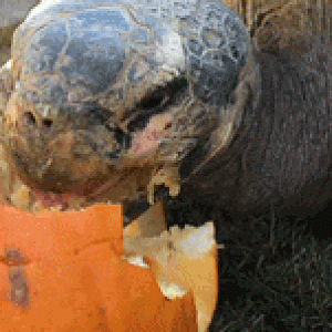 Turtle Pumpkin Eating 3