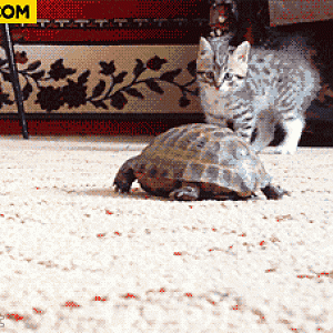 Cat Crazy To See Turtle