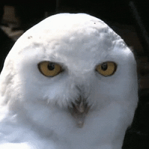 Surprised Owl