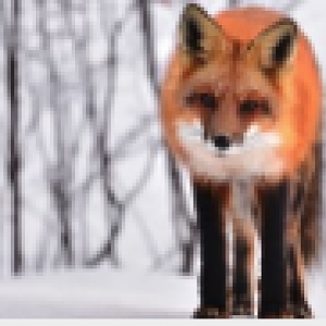 Fox in Snow