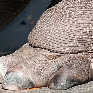 Hippo Foot