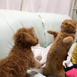 Kitty And Dog Fight