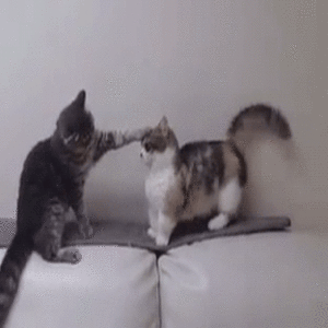 Calming a Cat Fight