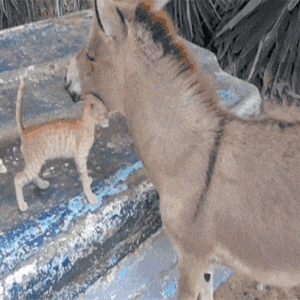 Cat And Donkey