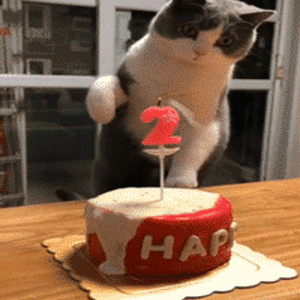 Cat Cake And Happiness