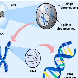 Chromosomes