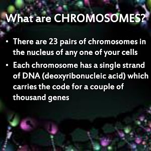 Chromosomes 02