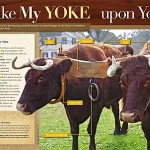 Yoke