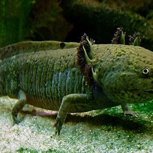 Axolotl