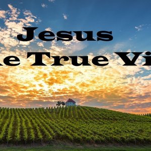 The True Vine – The Teachings of Jesus – Christian Devotional