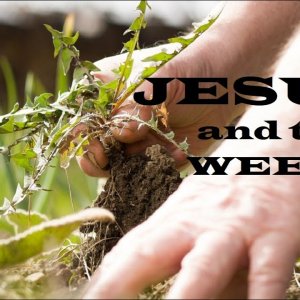 Jesus and the Weeds – Moving Closer to Jesus – Christian Devotional