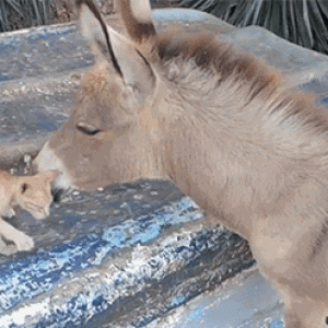 Kitty and donkey love