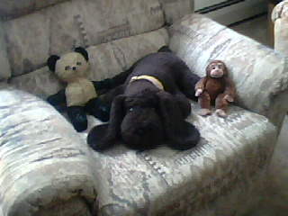 Beary - Poochy Dog - Carlos