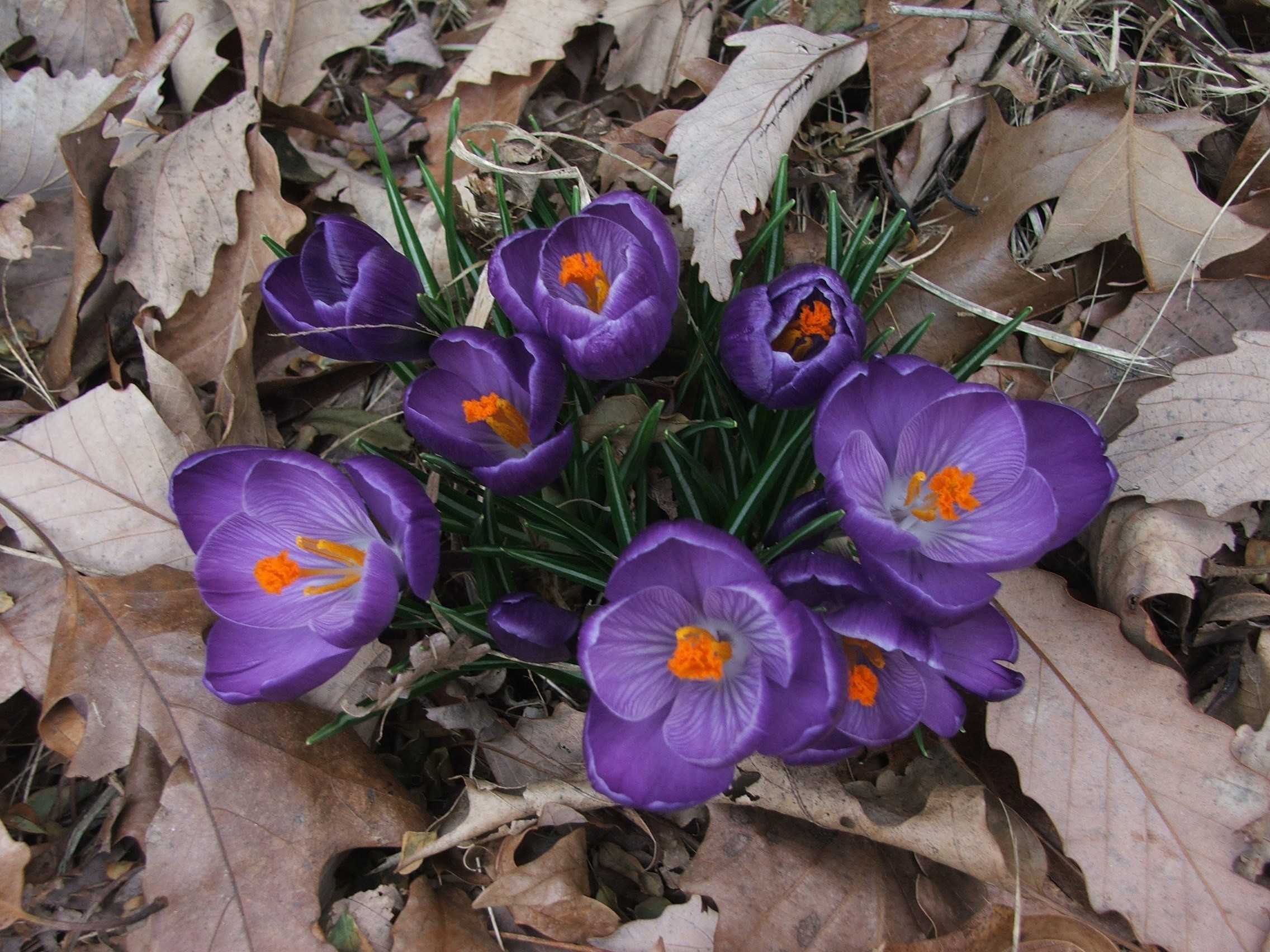 Crocuses in springtime - they come up by the 2nd week of March, the first sign of spring here.