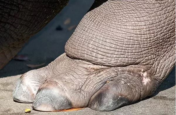 Hippo Foot