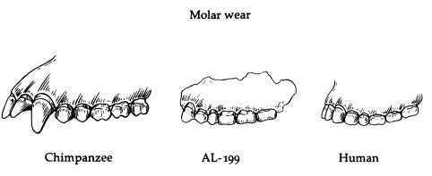 Jaw Compare 4