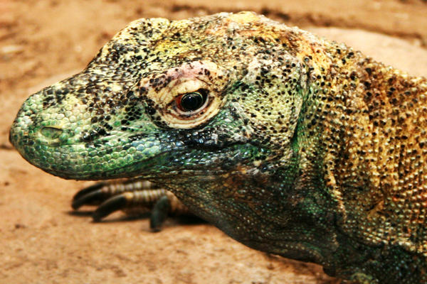 Komodo Dragon1