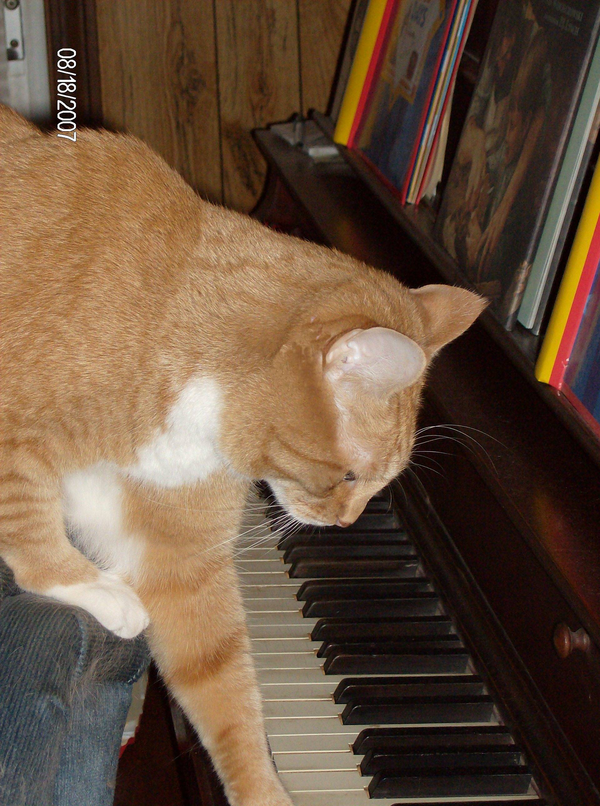 Musical Kitty