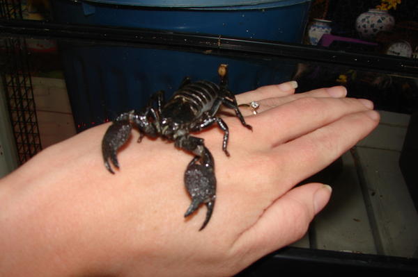 My Emperor Scorpion. They are one of the more docile and less potent species of scorpion. She is fully capable of stinging me, but if she did, the venom wouldn't cause much more than a minor irritation assuming I'm not allergic to it.