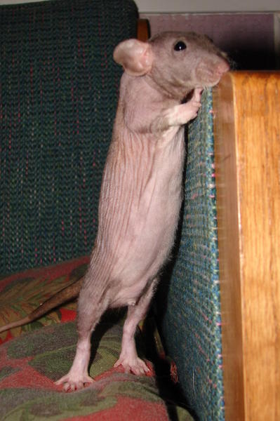 My hairless rat named Mr. Rat.