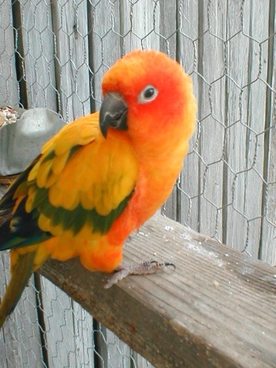 My Sun Conure Woody, he's 6 years old now (they live to be like, 20). He may be pretty, but he can be extremely loud and obnoxious and sometimes have a major attitude problem. If you think that beak looks like it could deliver a painful bite, your right.