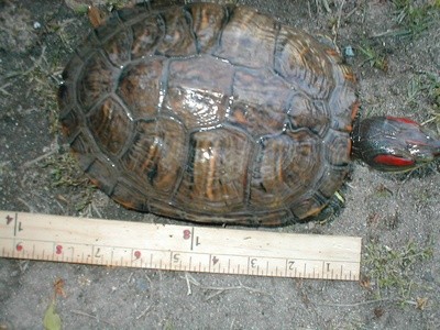 One of my 5 red eared slider turtles. I put her next to a ruler so you can see how big she actually is.