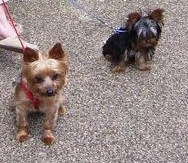 Pippi and sdacey walking