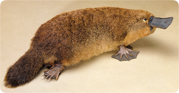 Platypus