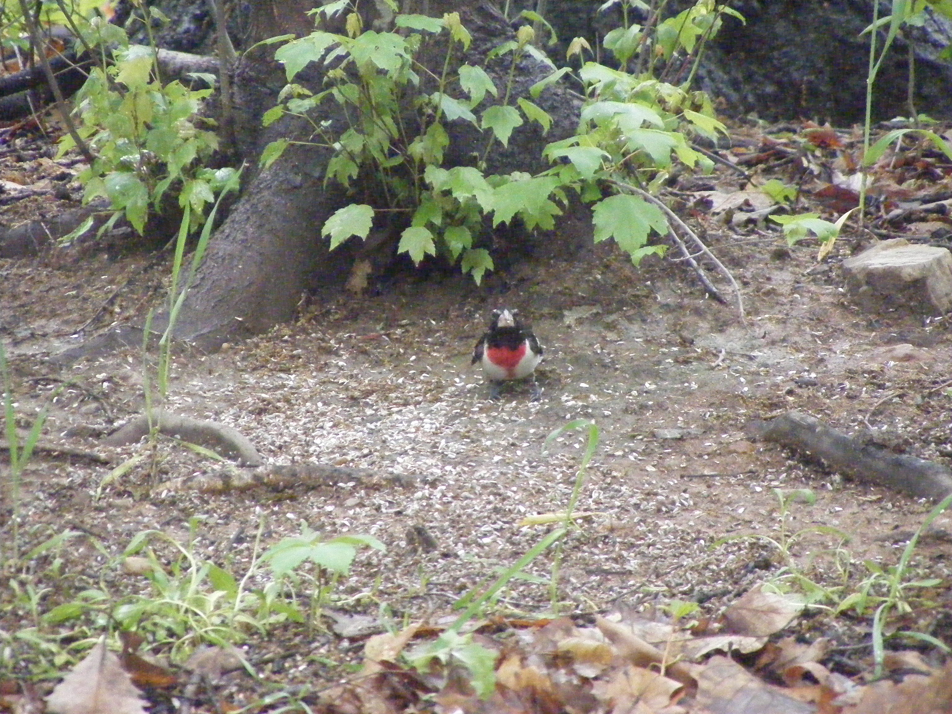 Rose Breasted Grosbeak - one of our most interesting visitors to date.  First time we've ever seen one live.