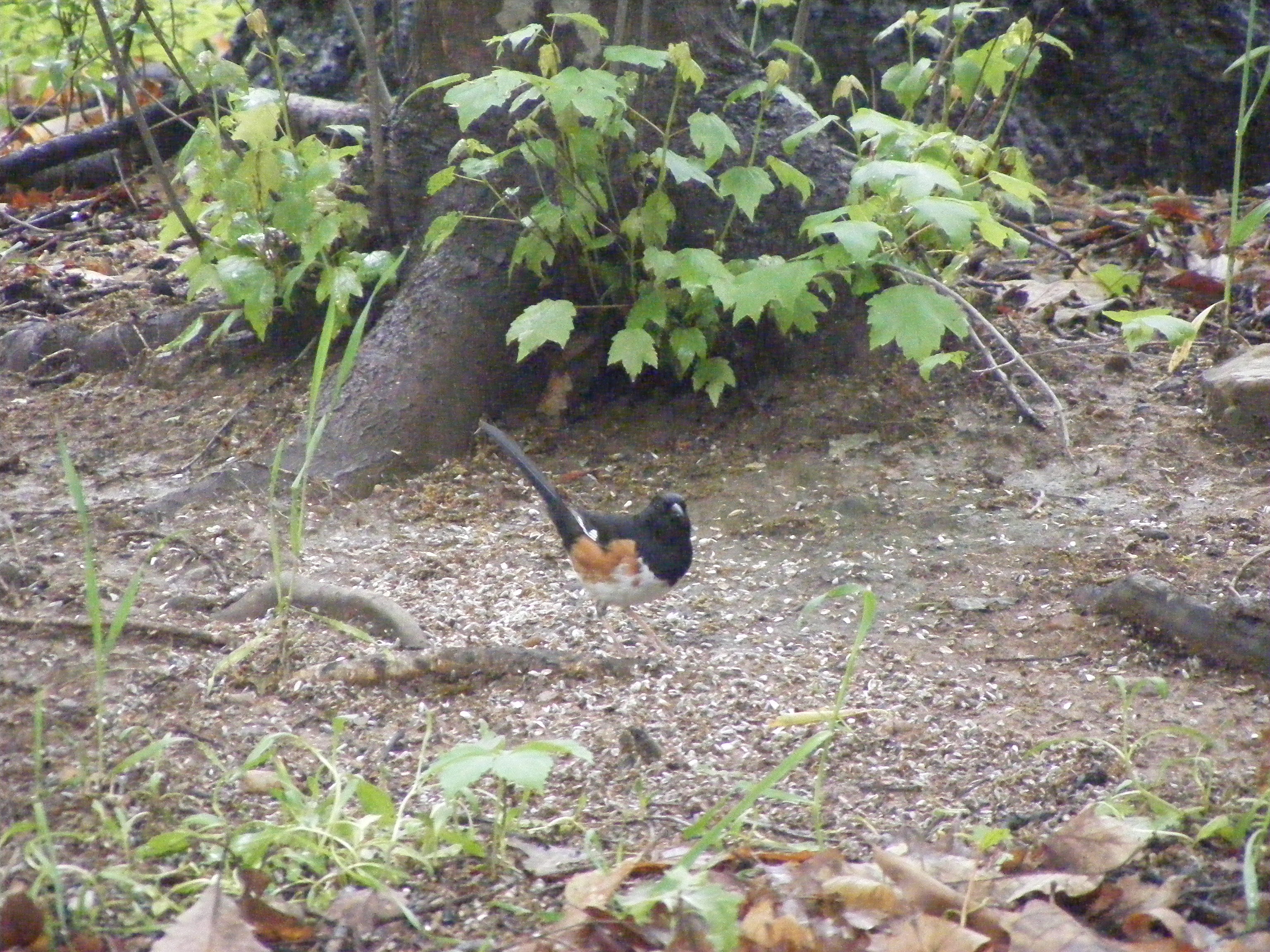 Rufous Sided Towhee - another delightful surprise and first-time sighting for us this spring!
