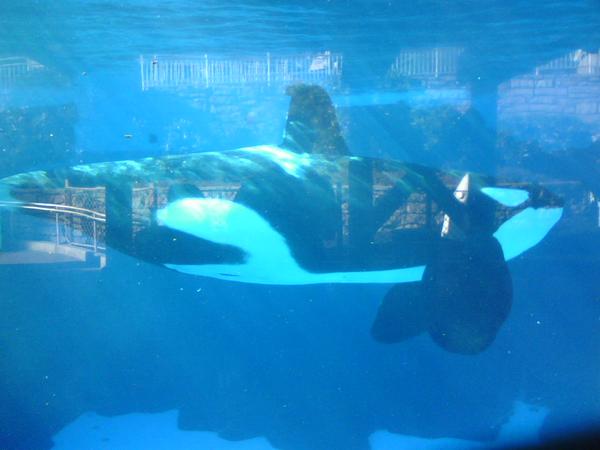 Shamu of course