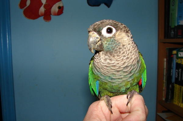 Squeaky, my Pearly Conure. I bought him from a breeder when he was 6 weeks old and weaned him myself. Pearlies are semi rare in captivity because they are difficult to breed.