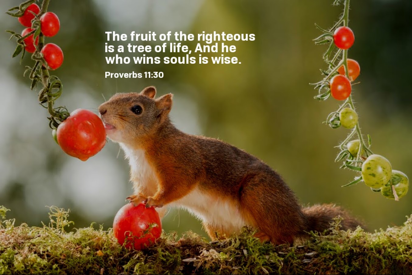 Squirrel Tree Of Life 001