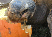 Turtle Pumpkin Eating 3