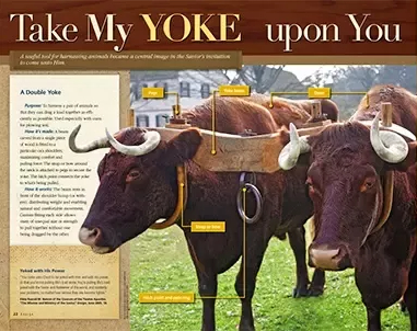 Yoke