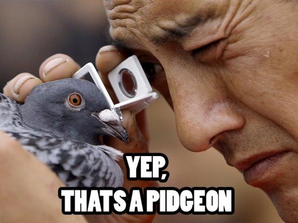 yup thats a pigeon
