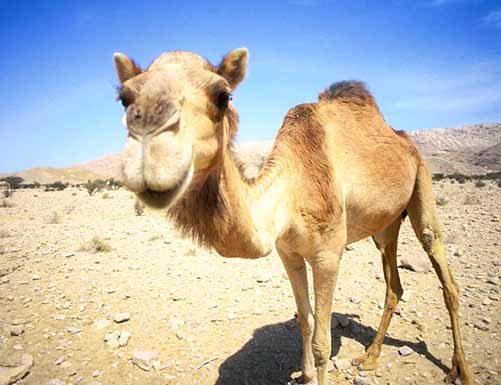 Camel_Oman-1.jpg