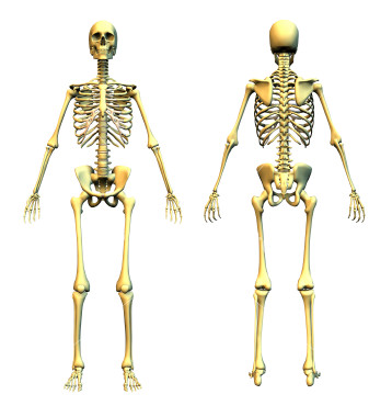 istockphoto_454953_human_skeleton_front_and_back.jpg