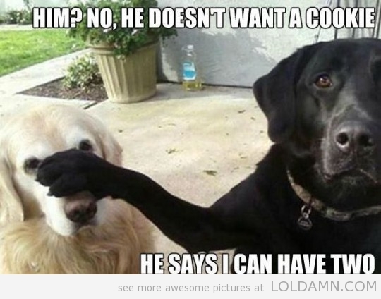 He-Doesnt-Want-A-Cookie-He-Says-I-Can-Have-Two-Funny-Pet-Meme-Image.jpg