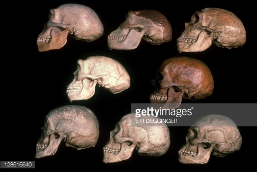 skulls-of-human-evolution-on-the-top-row-are-homo-heidelbergensis-picture-id128616640