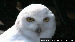 shocked-owl-is-shocked-o.gif