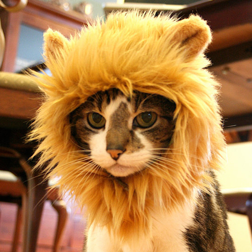 Lion-Cat-Hat.jpg
