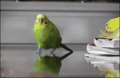 michael-bay-gifs-7.gif