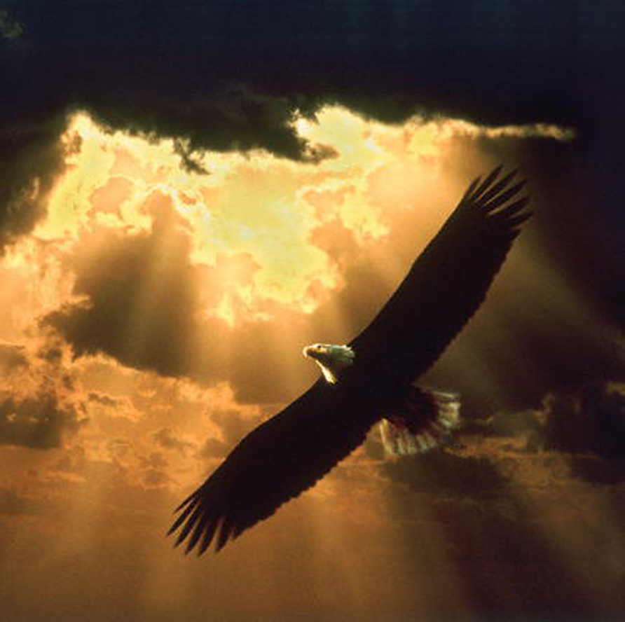 soaring_eagle_1501.jpg